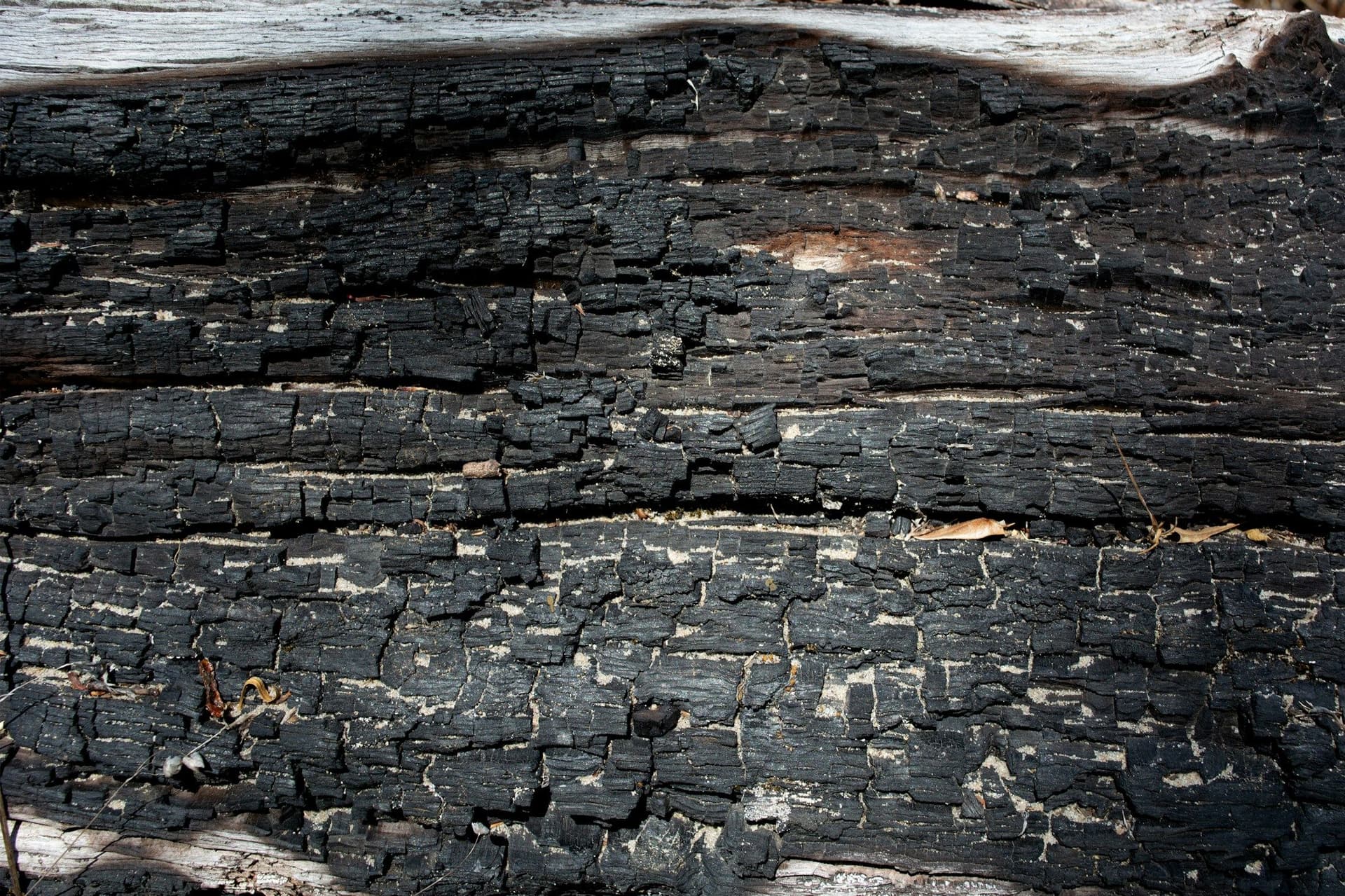Close-up of a piece of wood burnt black, its surface cracked into small scales