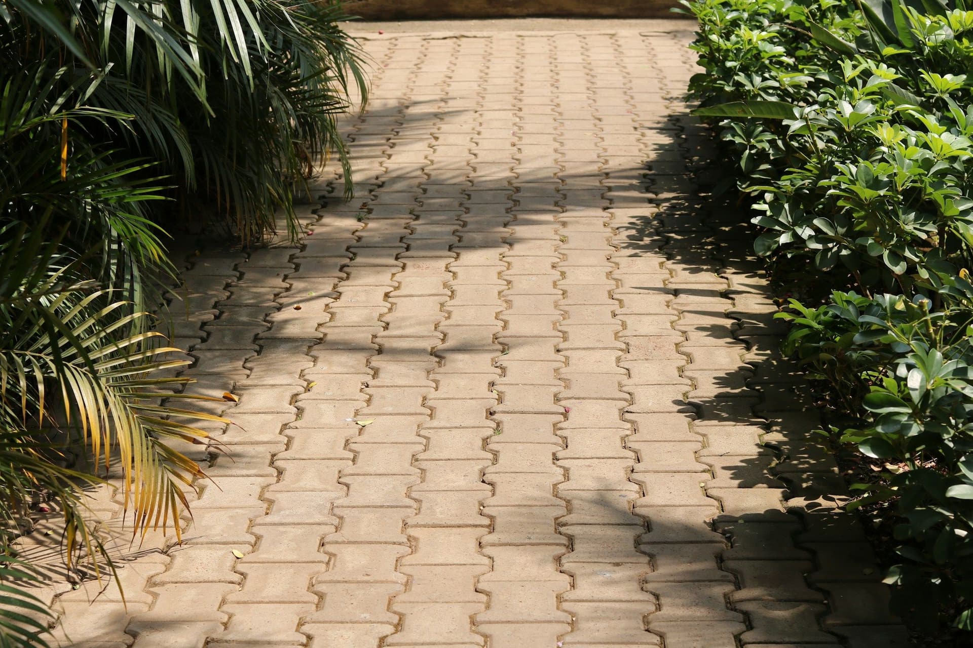 Interlocking paver path running between palm fronds and clipped shrubs in dappled light