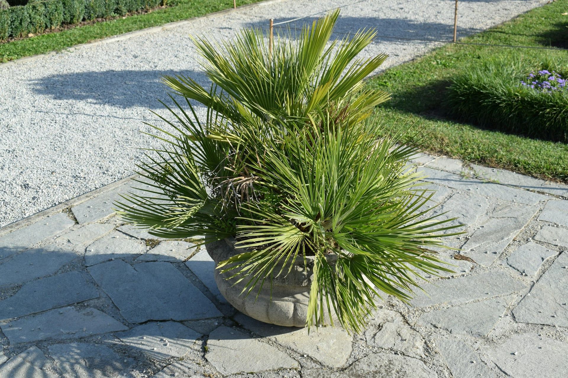 Potted fan palm on a flagstone terrace beside a gravel path and a clipped hedge